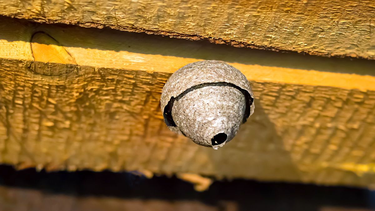 Un nid de frelon à Saint-Sauveur